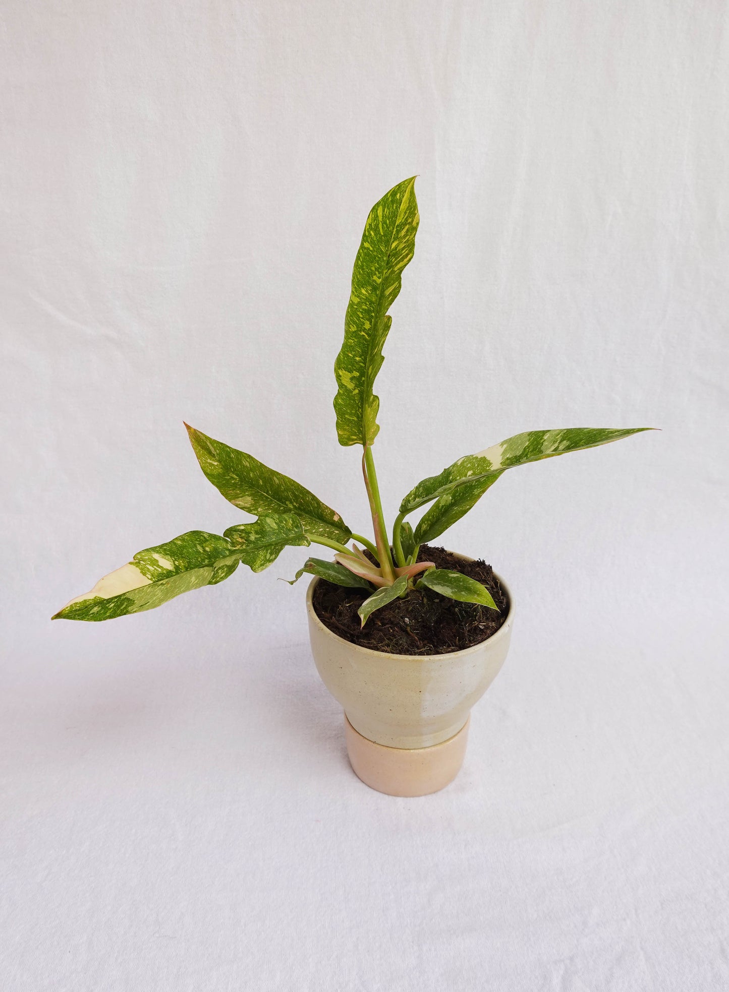 Two-Tone pedestal planter with drainage stand