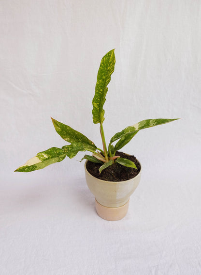 Two-Tone pedestal planter with drainage stand