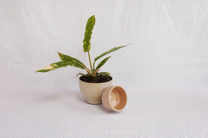 Two-Tone pedestal planter with drainage stand