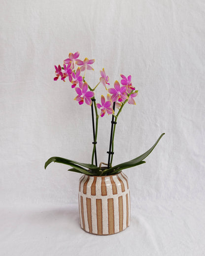 Cream Stripes and Raw Speckled Clay Vase